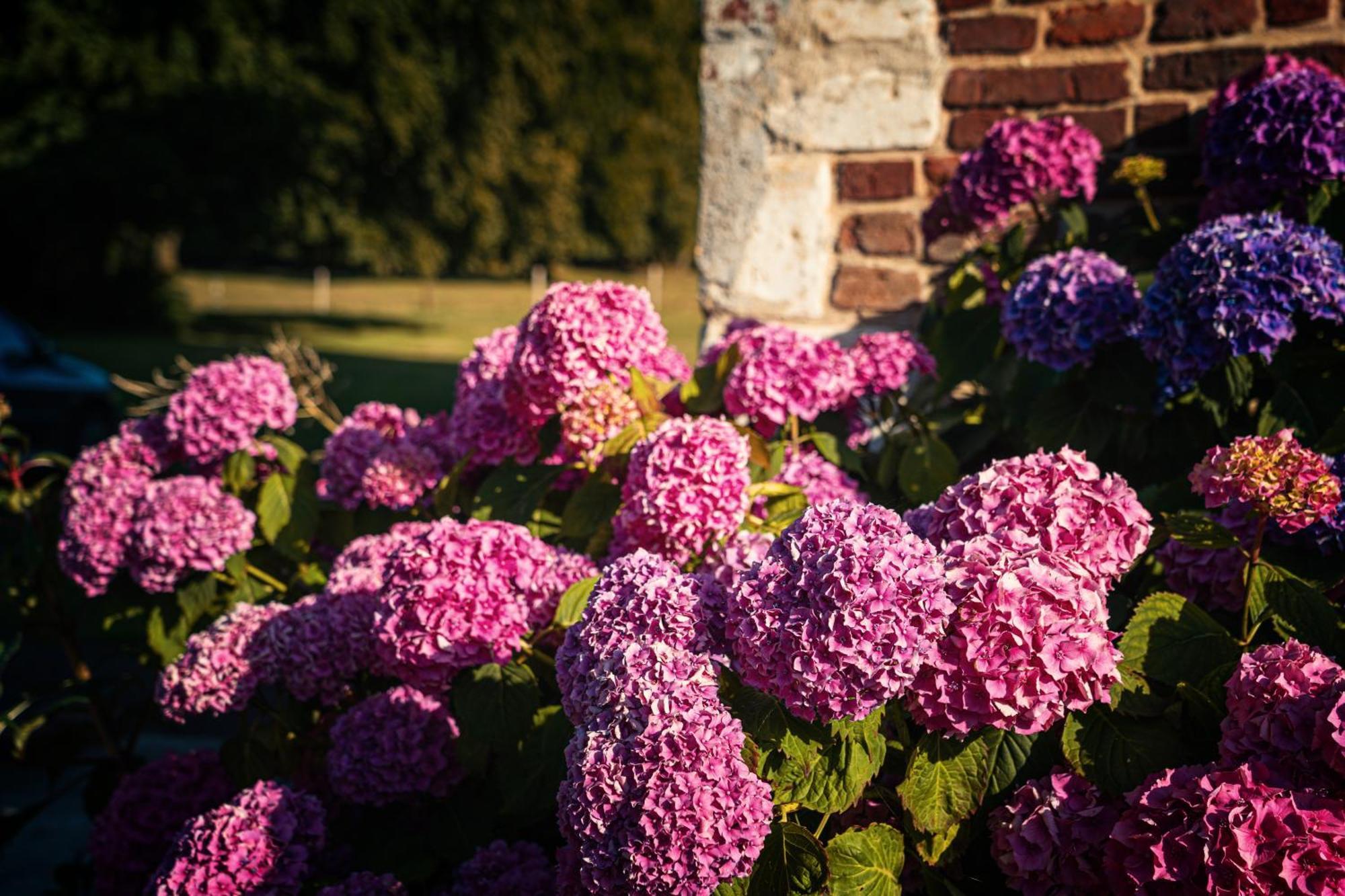 Chambres d'hôtes du Château de Grand Rullecourt Liencourt Exterior foto